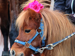 Fiesta San Antonio, Llagostera 15 de enero de 2012