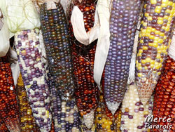 Corn colors, September 2011