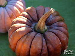 Pumpkins Esponellà, October 2011