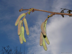 Growth of a hazelnut, 2011