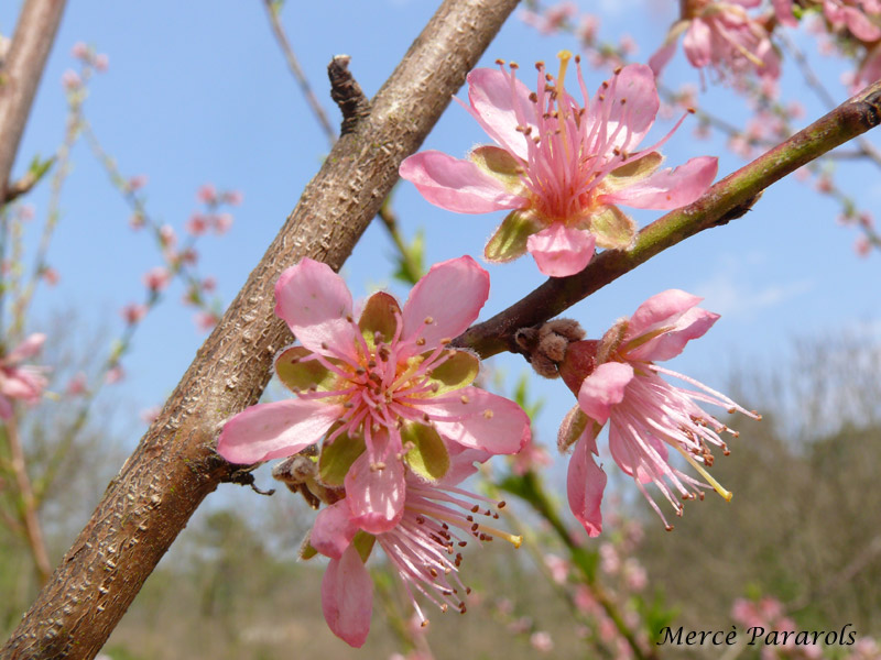 Furiters florits, primavera 2011