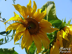 Girasol 2011