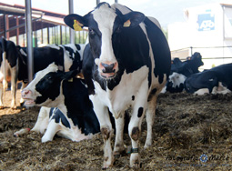 Farm Mas Bes, Salitja, April 2015